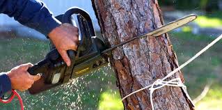 Best Lawn Pest Prevention  in Steelton, PA