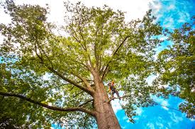 Best Mulching Services  in Steelton, PA