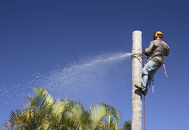 Best Utility Line Clearance  in Steelton, PA