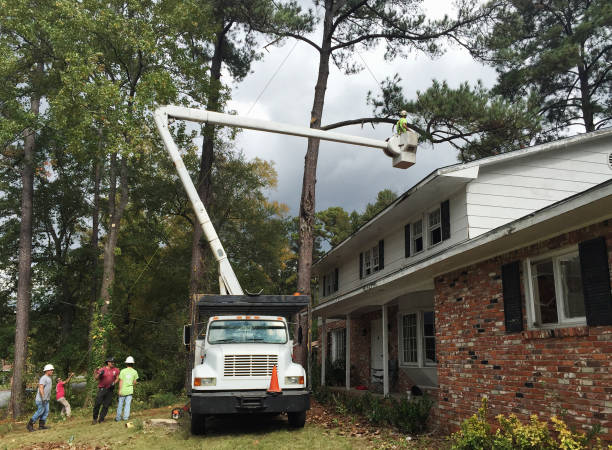 Best Tree Health Inspection  in Steelton, PA