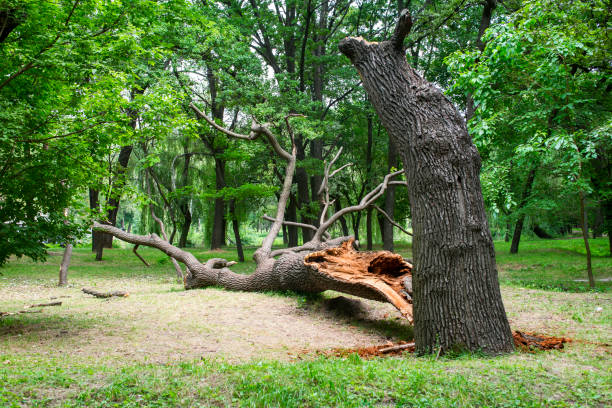 Best Stump Grinding and Removal  in Steelton, PA