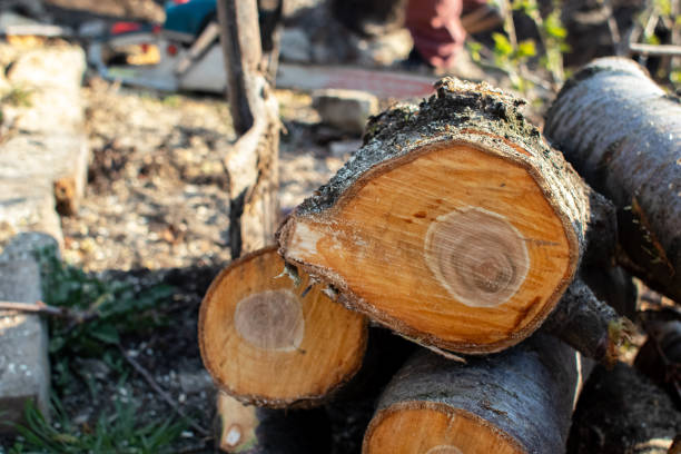 Best Tree Disease Treatment  in Steelton, PA