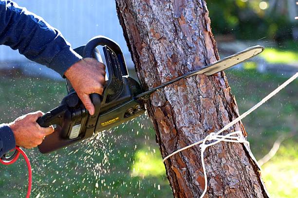 Best Root Management and Removal  in Steelton, PA