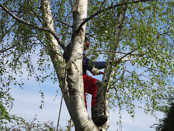Best Tree Risk Assessment  in Steelton, PA