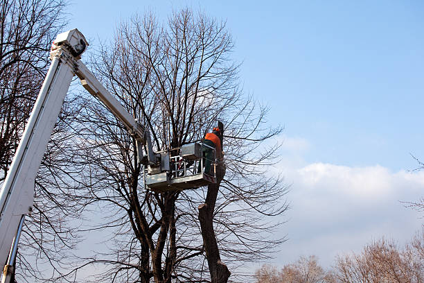 Best Firewood Processing and Delivery  in Steelton, PA