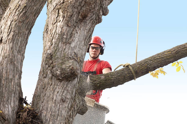 How Our Tree Care Process Works  in  Steelton, PA
